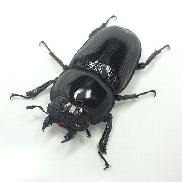 佐賀県産オオクワガタ 成虫 　メス単品