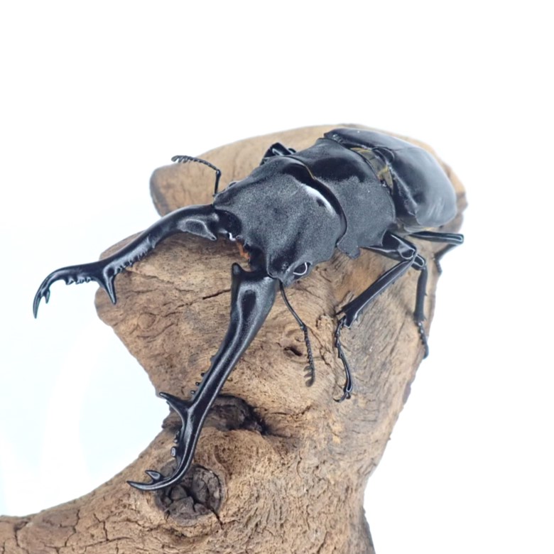 ギラファノコギリクワガタ成虫 　オス単品