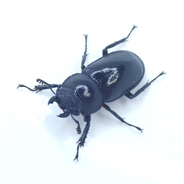 ディディエールシカクワガタ成虫　 メス単品
