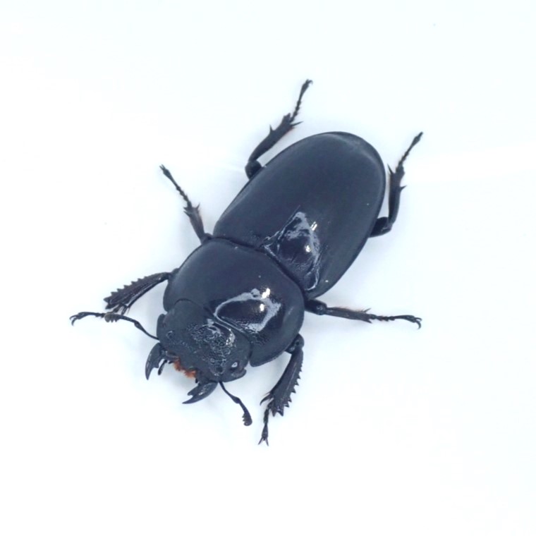佐賀県産ヒラタクワガタ成虫　メス単品