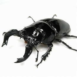 【スタンダード】タランドゥスオオツヤクワガタ成虫 オス単品