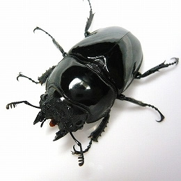 【スタンダード】タランドゥスオオツヤクワガタ成虫 メス単品