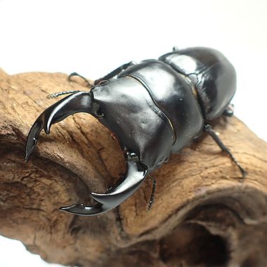 佐賀県産オオクワガタ成虫 　オス単品70～75ミリup