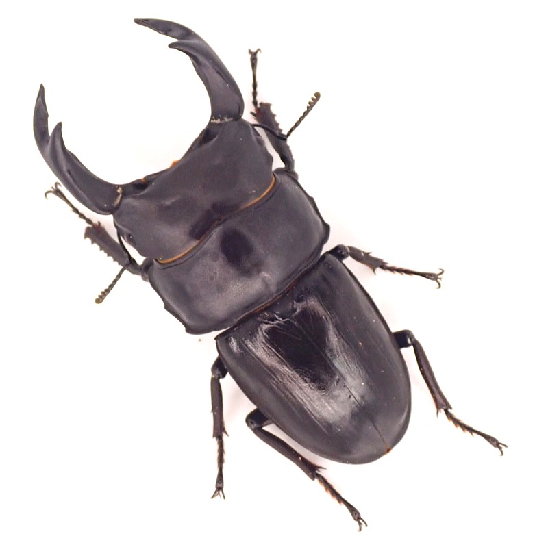 佐賀県産オオクワガタ成虫 　オス単品79ミリ【1】