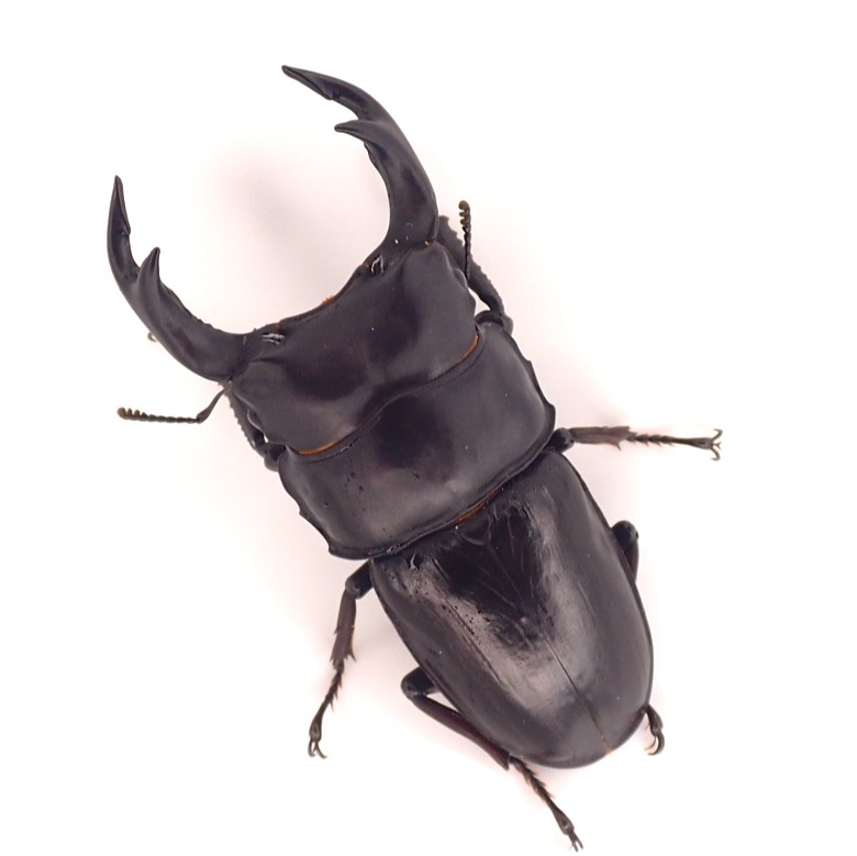 佐賀県産オオクワガタ成虫 　オス単品78ミリ【3】