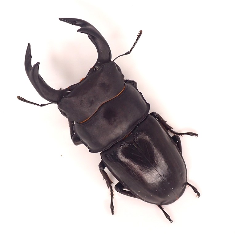 佐賀県産オオクワガタ成虫 　オス単品79ミリ【2】