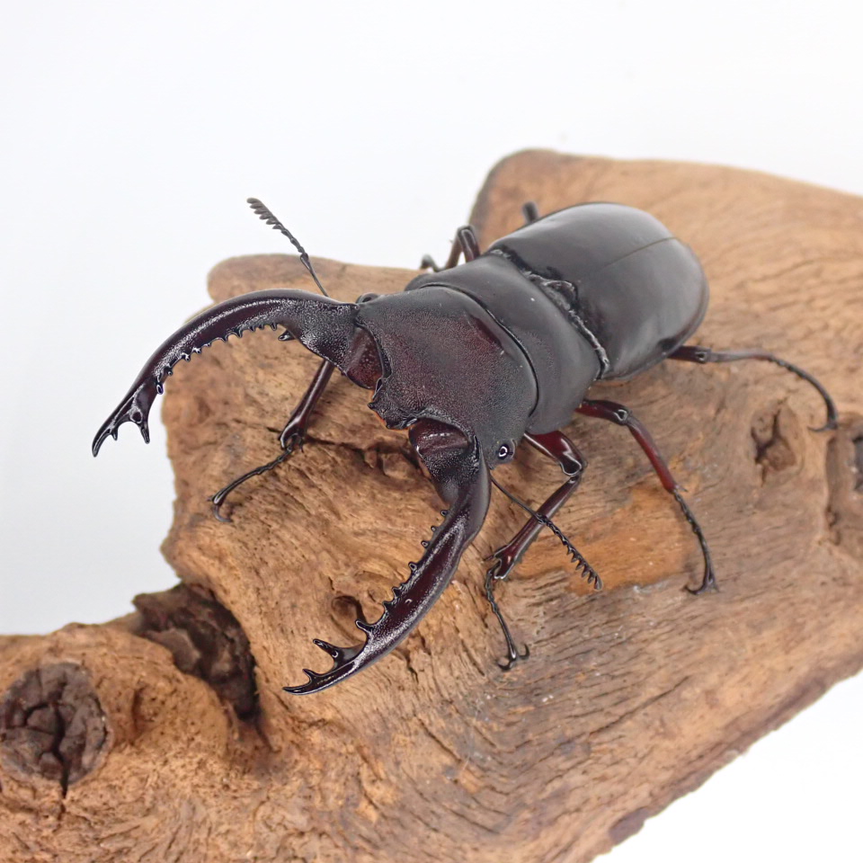 フォルスターフタマタクワガタ(原名亜種) 成虫 オス単品