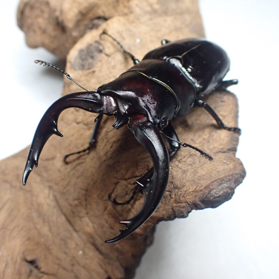 アマミノコギリクワガタ成虫 　オス単品